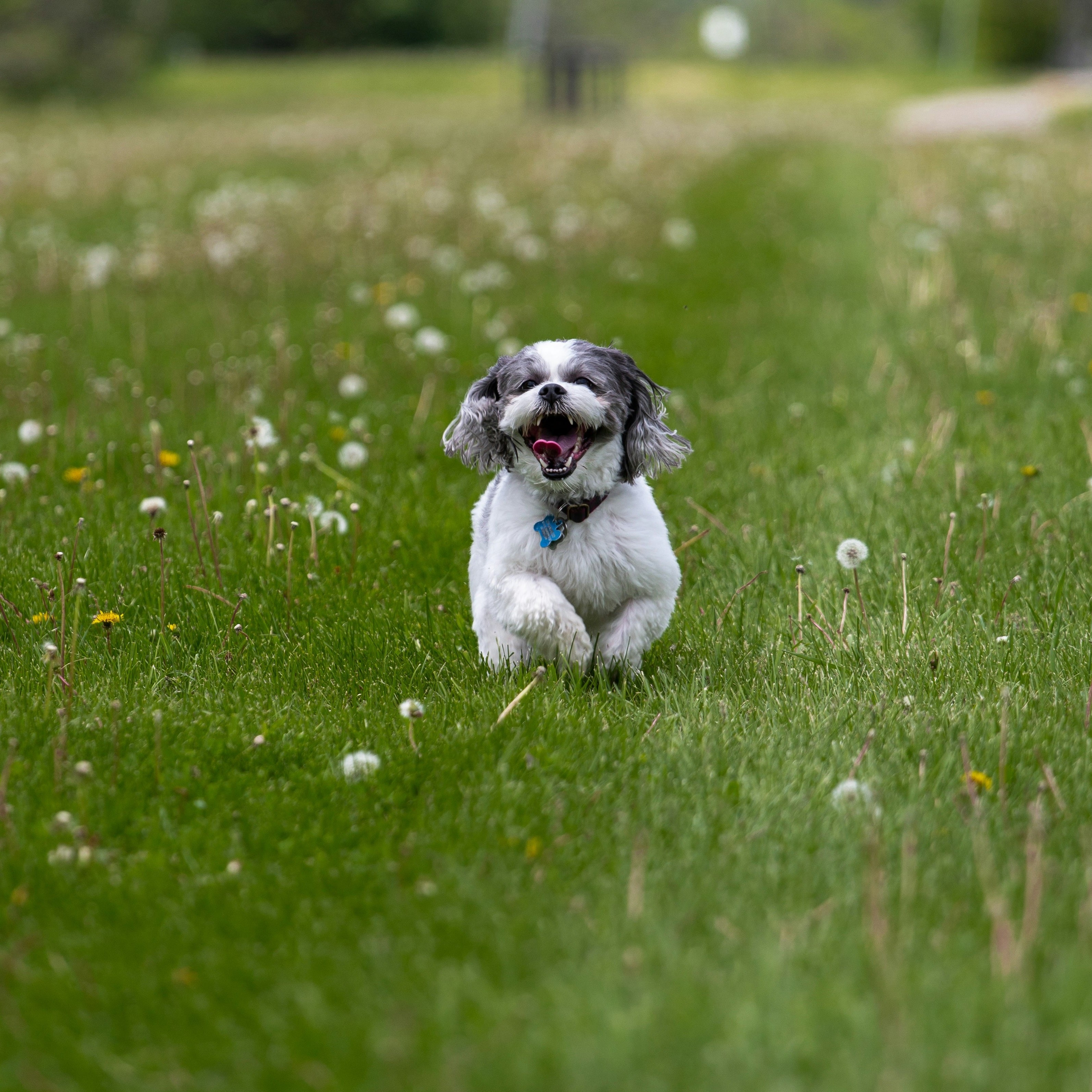 5 ideas para fotografiar a tu mascota y llenar tu libro