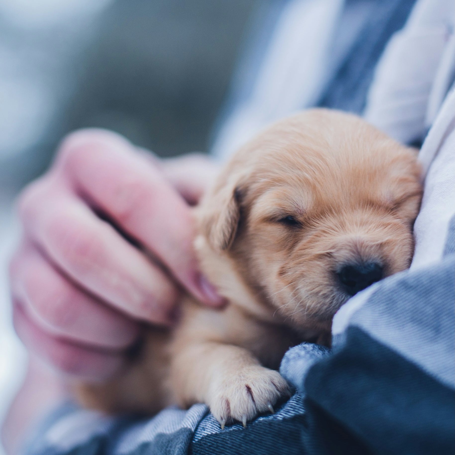 Nuevas leyes de protección animal en Chile: lo que todo dueño debe saber