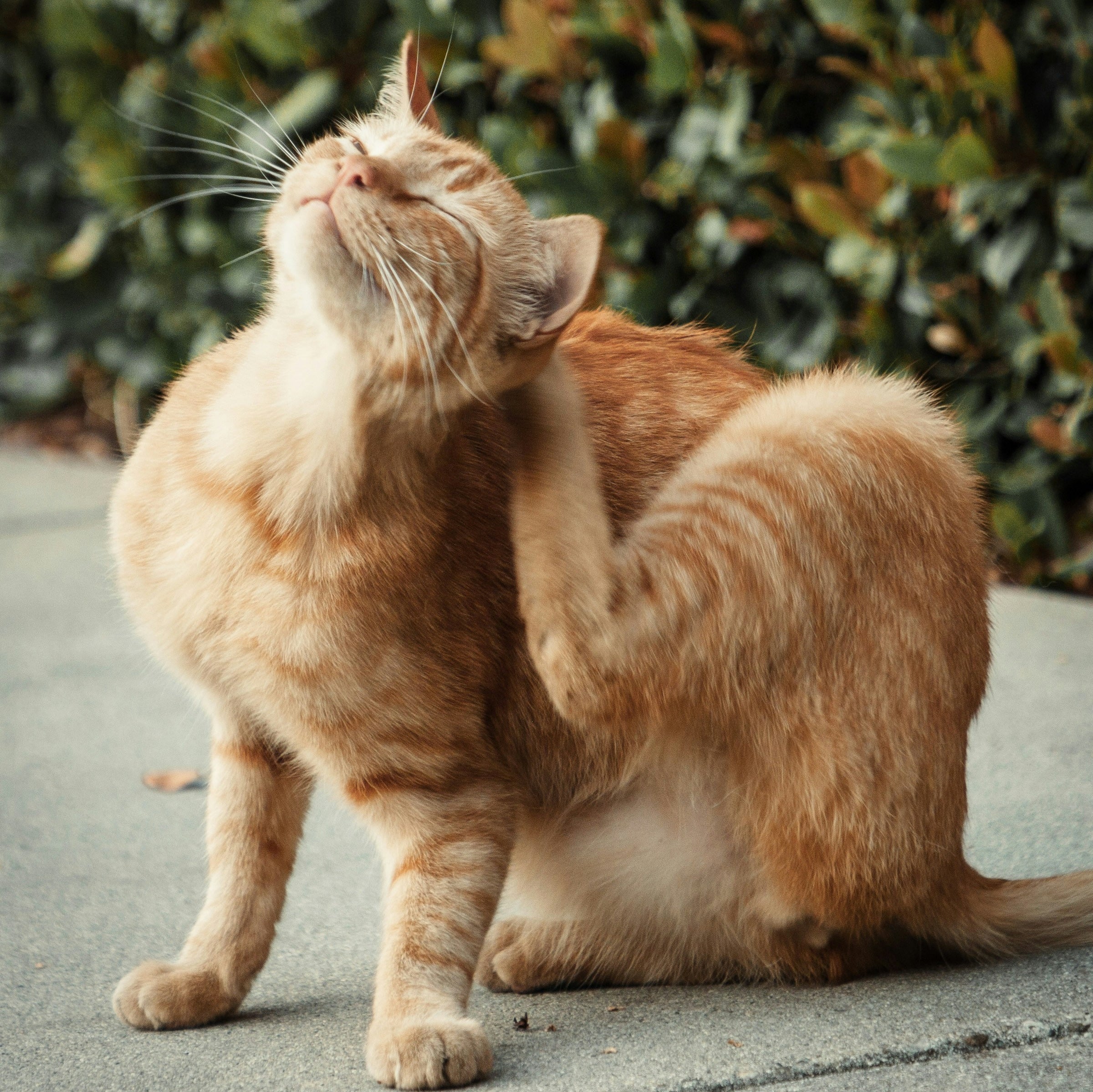 Consejos prácticos y creativos Trucos para que tu gato use su rascador