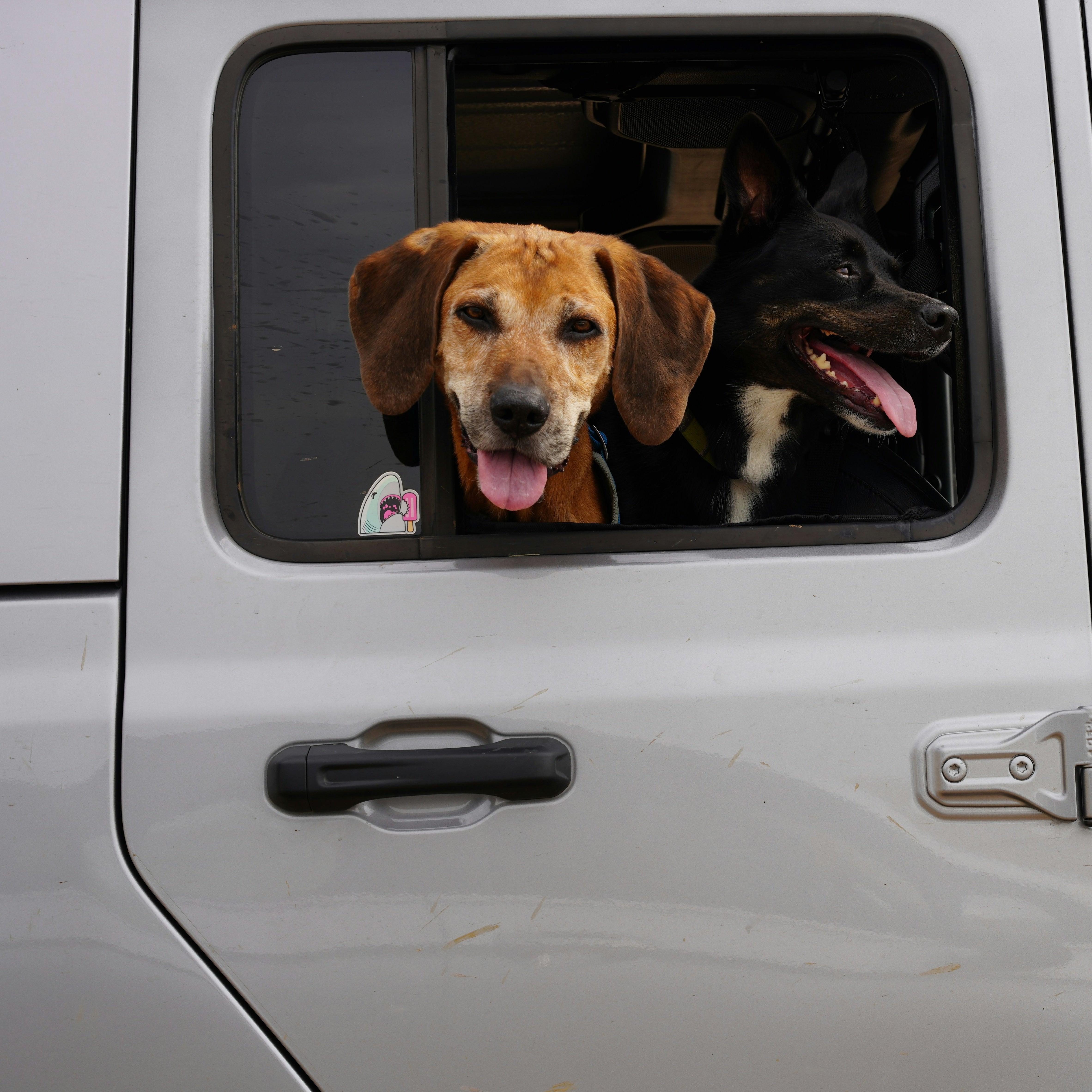 Cómo viajar con tu mascota de forma segura y legal en Chile