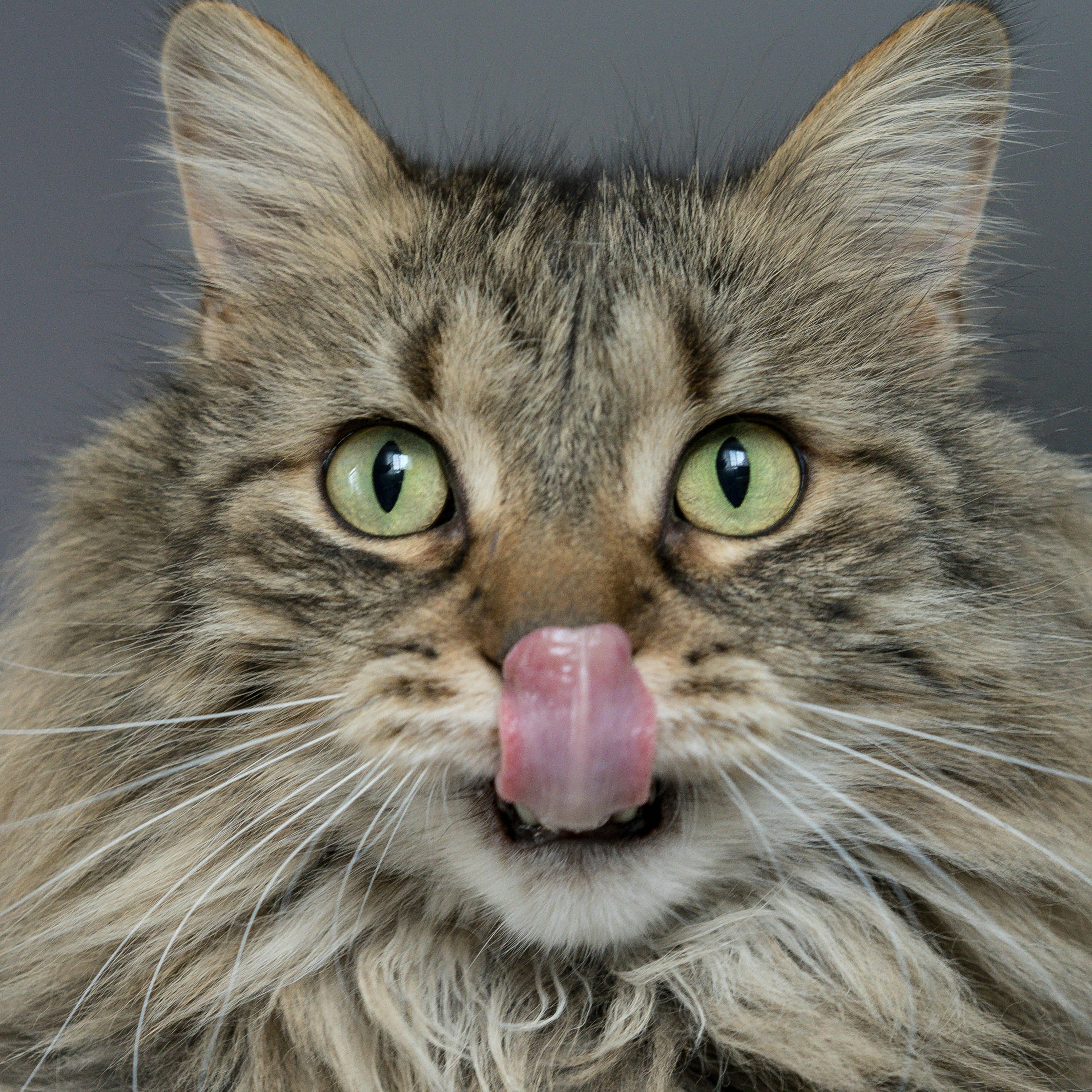 Tendencias en alimentación natural para perros y gatos: lo que debes saber