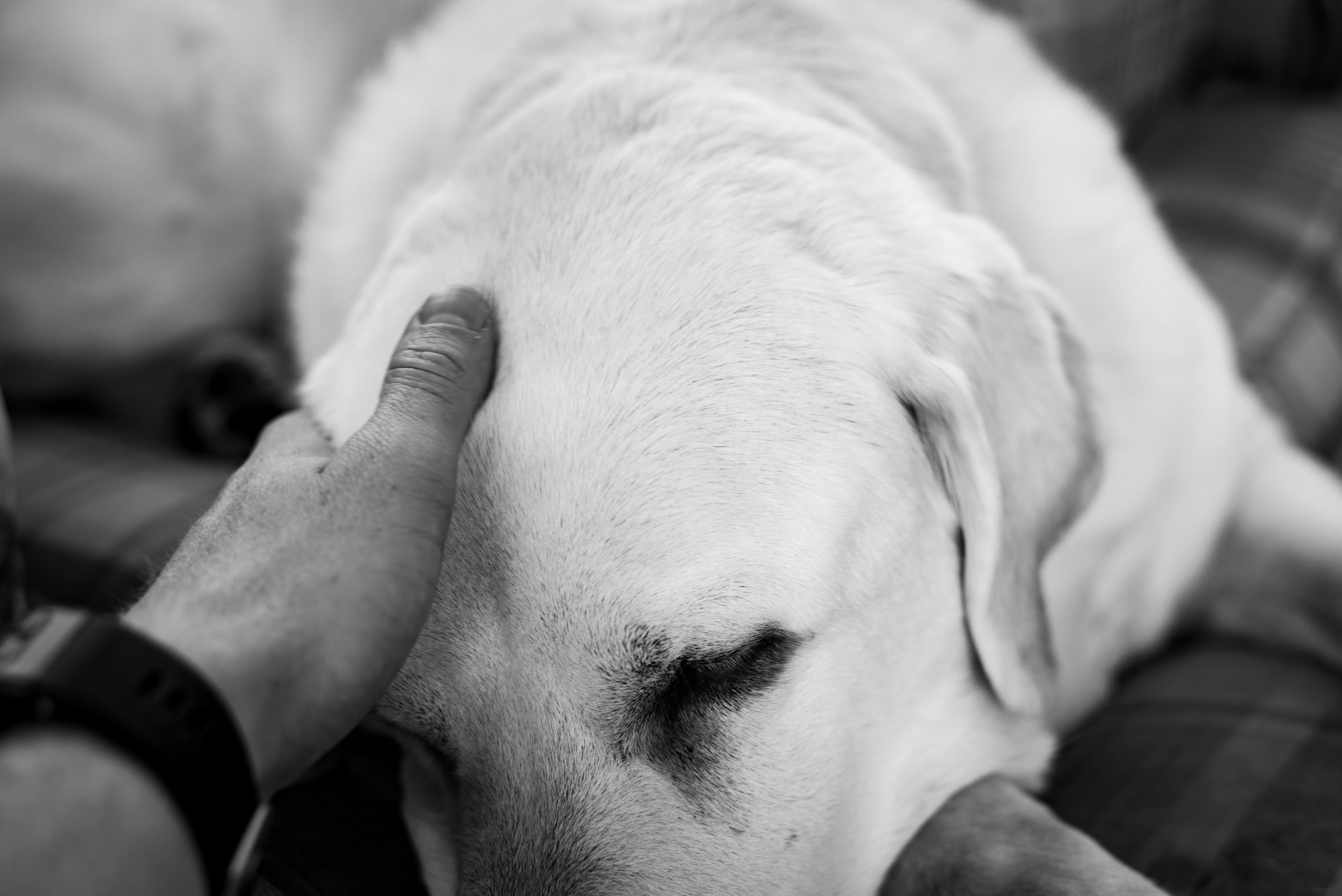 Cómo nuestros libros ayudan en el proceso de duelo por una mascota