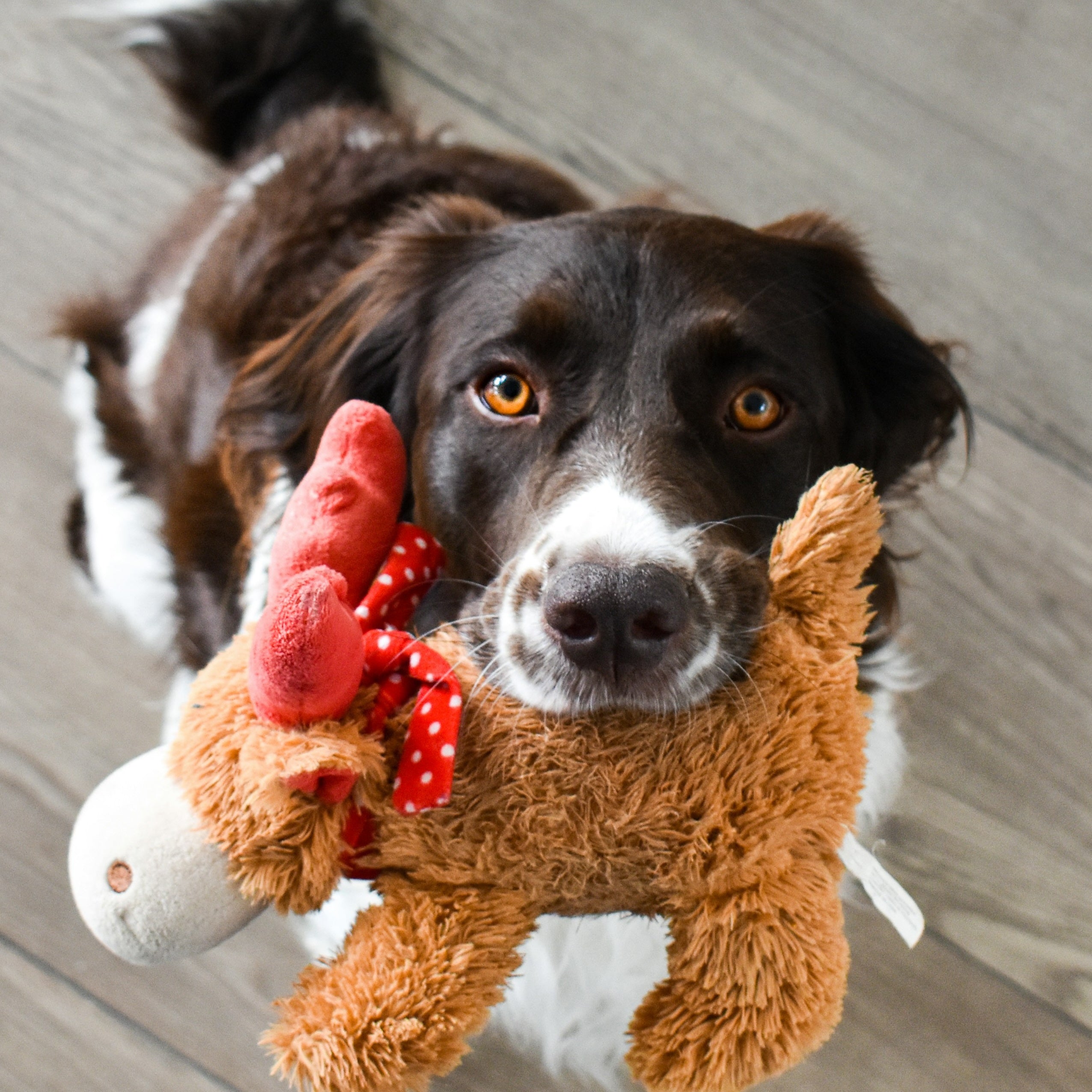 Trucos para que tu perro use sus juguetes